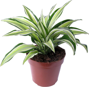 Растение Драцена Малайка 30 см