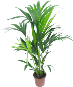 Растение Ховея Форстериана 100 см