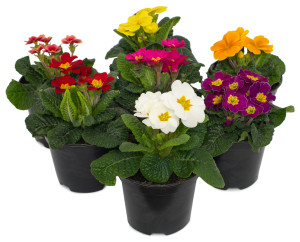 Растение Примула короткостебельная первоцвет в горшке 11 см в ассортименте