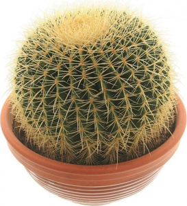 Растение Эхинокактус Грузони 30 см