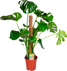 Растение Монстера деликатесная 80 см