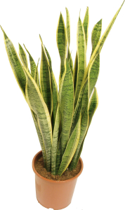 Растение Сансевиерия 80 см в ассортименте