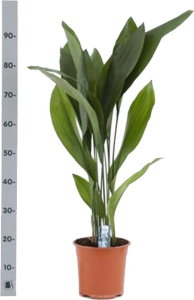 Растение Аспидистра Элатиор 85 см