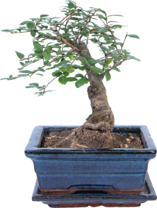 Растение Бонсай 25 см в ассортименте