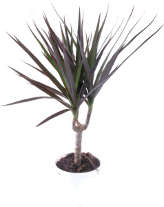 Растение Драцена Маргината 40 см