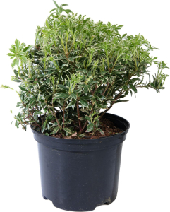 Растение Пиерис японский Литл Хиф 25 см