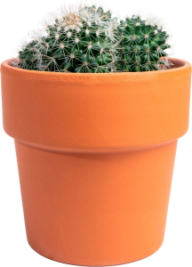 Растение Кактус 20 см в ассортименте