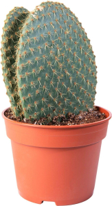Растение Кактус 45 см в ассортименте