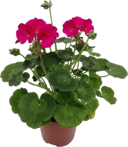 Растение Пеларгония зональная 10,5 см