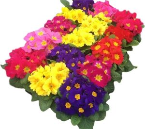 Растение Примула 30 см в ассортименте