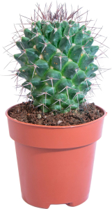 Растение Кактус 15 см 9 см