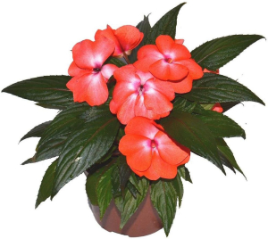 БАЛЬЗАМИН НОВОГВИН ГОРШОК    D12 12Х12