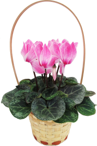 Растение  Цикламен ЖивойБукеткорзина D15 H 50