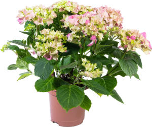 Растения  Гортензия макроф.   микс  D 15 H 30