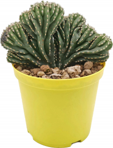 Растение Маргинатоцерес 35 см