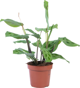 Растение Маранта Фасцинатор триколор 25 см