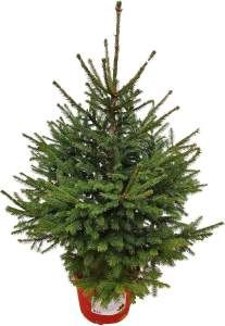 Растение Ель Стриженная 100 см