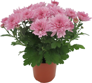 Растение Хризантема 20 см