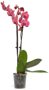 Растение Фаленопсис 50 см в ассортименте