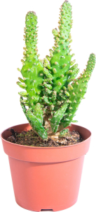 Растение Кактус 12 см в ассортименте