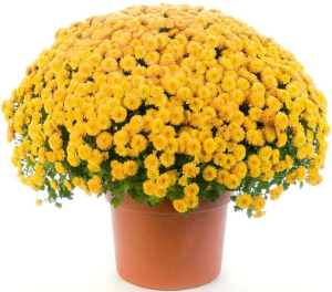 Растение Хризантема Индика 25 см в ассортименте
