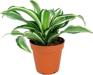 Растение Драцена вайт Сюрпрайз 30 см