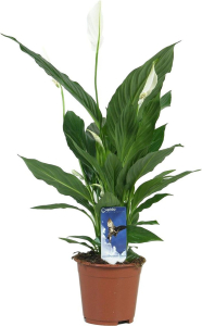 Растение Спатифиллум Купидо Компакто 50 см