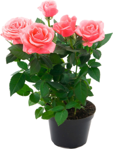 Растение  Роза Кордана   микс D10,5 H30