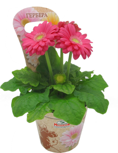 Растение  Гербера  D 11 H 20