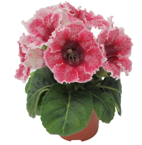 Растение  Глоксиния микс D15Н35