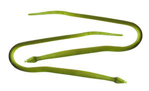 Подвязка для растений PlanetGarden Змея 2 шт