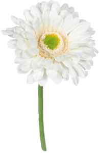 Искусственное растение Гербера 32 см кремовая