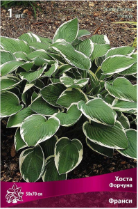 Корневище хосты форчуна ПОИСК Франсе 1 шт