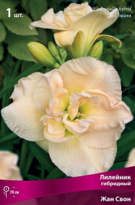 Корневища Лилейник Жан Свон 1 шт