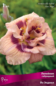Корневища Лилейник Йо Энджел 1 шт