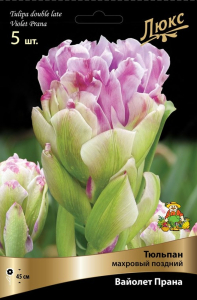 Луковицы Тюльпана ПОИСК Вайолет Прана