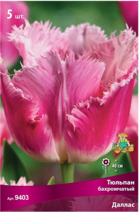 Луковицы Тюльпана ПОИСК Даллас 