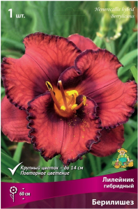 Луковица Лилейника ПОИСК Берилишез 