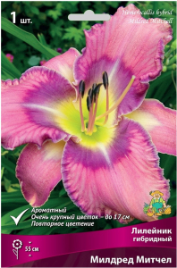 Луковица Лилейника ПОИСК Милдред Митчел 
