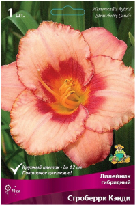Луковица Лилейника ПОИСК Строберри Кэнди 