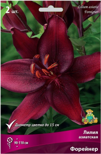 Луковица Лилии азиатская ПОИСК Форейнер 