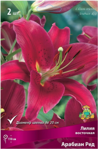 Луковица Лилии восточной ПОИСК Арабиан Ред 