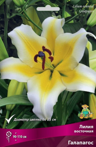 Луковицы Лилия Галапагос 1 шт