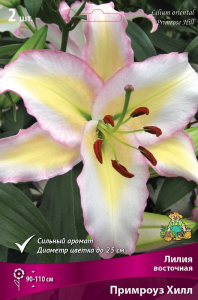 Луковицы Лилия Примроуз Хилл 1 шт