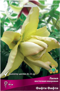 Луковица Лилии восточная ПОИСК Фифти Фифти 