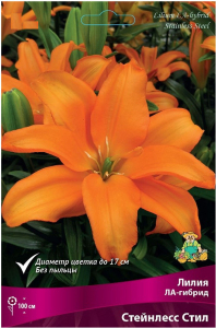 Луковица Лилии ЛА-гибрид ПОИСК Стейнлесс Стил 