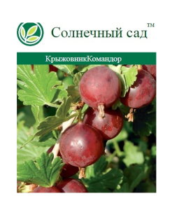 Растение Крыжовник С2 Н25