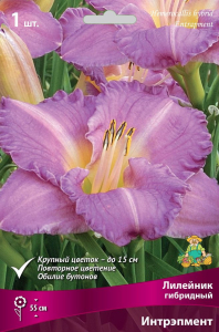 Корневища Лилейник гибридный Поиск Интрэпмент 1 шт