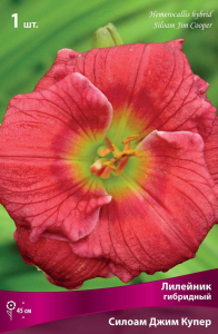 Корневища Лилейник гибридный Поиск Силоам Джим Купер 1 шт