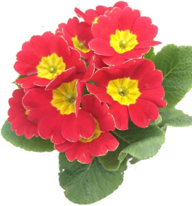 ПРИМУЛА   МИКС ГОРШОК    С 0,3 11Х11